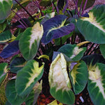 Colocasia Elephant Ears Live Plant, Alocasia Plant, Esculenta Taro Live Houseplant, 5-7 Inc Tall (Green Yellow Leaf)