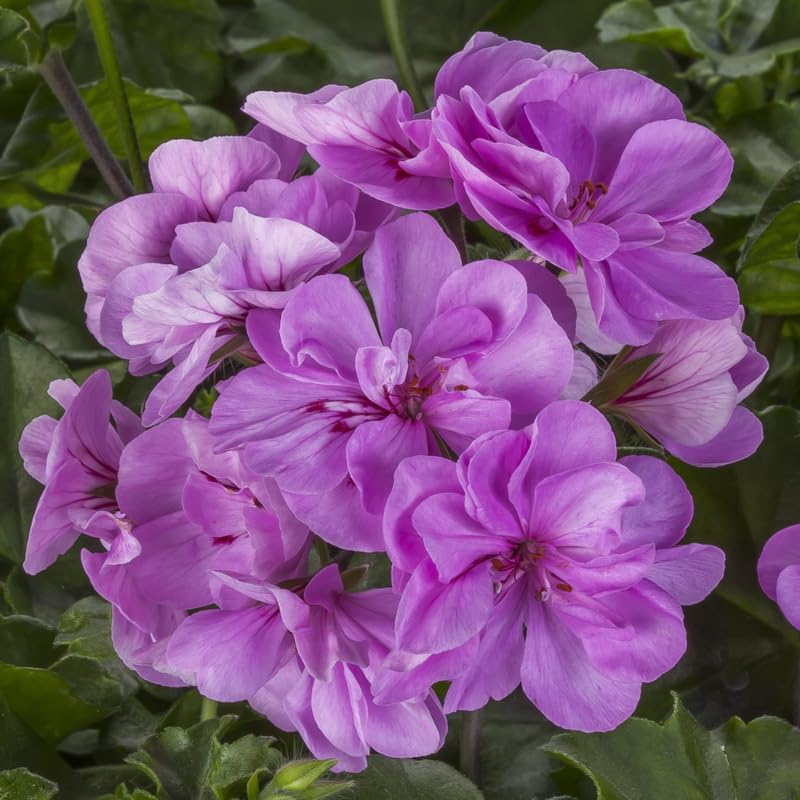 2 Lavender Geranium Plants Live, Vibrant Blooms, Hardy Perennial Geranium Flowers 4-8 Inches, Indoor Outdoor Planting