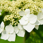 Set 2 Hydrangea Live Plants, Change Colors Hydrangea Bushes Shrubs Trees Live Plants in 4” Pot, Live Hydrangeas Well Rooted for Planting (White)