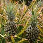 Set of 2 White Jade Pineapple Live Plants, 4-6" Tropical Pineapple Plants for Indoor Outdoor Growing, Patio Container Garden, No Pot, Fast-Growing