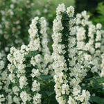 1 Year Old Mock Orange Plant Tree Live Bushes Shrub Potted, Fragrant White Flower Mock Orange Tree for Planting