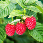 2 Caroline Raspberry Plants Live for Planting, Red Raspberry Bush Live Plants, Size 5-8 Inch Tall, Thornless Raspberry Trees