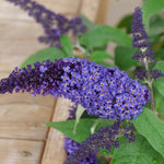 Butterfly Bush Plant Live, Perennial Buddleia Bushes Ready to Grow Outdoor 4-8 Inches (Purple Blue Buddleia)