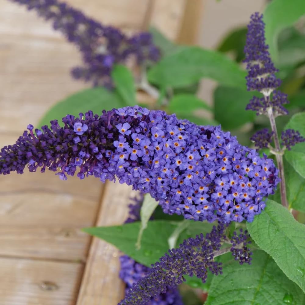 Butterfly Bush Plant Live, Perennial Buddleia Bushes Ready to Grow Outdoor 4-8 Inches (Purple Blue Buddleia)
