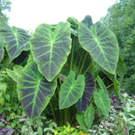 Set 2 Purple Green Colocasia Elephant Ear Plants Live 4–7 Inches Tall, Tropical Foliage Plants for Outdoor Garden, Large Leaf Plants for Patio, Containers or Landscape
