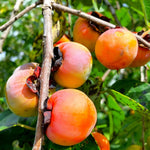 Set 2 Persimmon Plants Live, 12-24 Inch Tall Bare Root Dormant, Live American Persimmon Trees for Growing Outdoor
