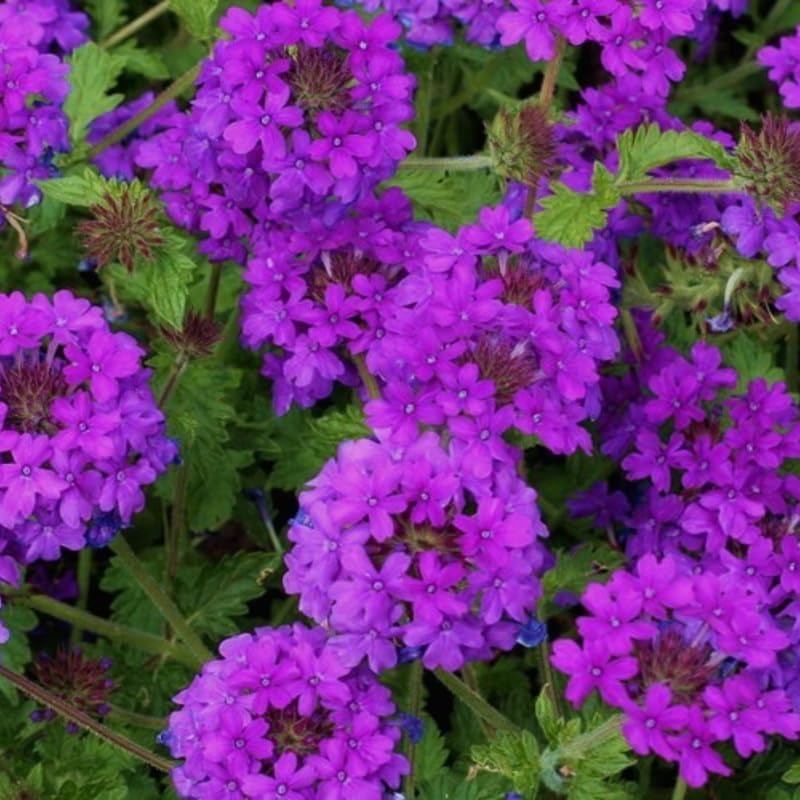 Pack 4 Purple Perennial Verbena Plants, Purple Verbena Live Plants, Verbena Flower Trailing Plants Live for Planting, Purple Verbena Plants in Zones 7 to 11