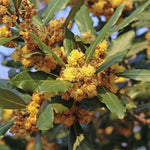 Live Bay Leaf Tree Plants, 2 Laurus Nobilis Sweet Bay Plants, 5-7 Inch, Home Garden