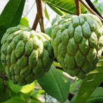 Custard Sugar Apple Tree Live Plant, 2-3 Ft in One Gallon Pot, 2 Years Old Tree Annona Squamosa Soursop Like, Outdoor Spring Tropical Fruit Planting, No CA