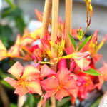 Set of 2 Mandevilla Live Plants, Orange Mandevilla Flower Plants, 4 to 6 Inches Tall Garden
