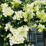Bougainvillea Tree Live Plant, 5 to 9 Inches Tall, Outdoor Landscaping Trailing Flowering Vines for Trellis, Spring Garden (White)