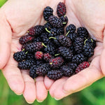 Set of 2 Dwarf Everbearing Mulberry Trees Live Plants, Starter 4-6 Inches Tall, No Pot, Mulberry Bush Fruit for Outdoor Growing, Cold Hardy