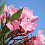 Pack of 2 Mix Oleander Plant Live, Multicolor Oleander Live Plant, 5 to 7 Inches Tall, Flowering Ornamental Shrub, Easy Care Outdoor Plant