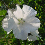 Althea Rose of Sharon Plant Live for Planting 6-13 Inch Height, Hibiscus Syriacus Flowers, in Pot, Rose of Sharon Shrub Bush Live (White)