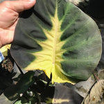 Colocasia Elephant Ears Live Plant, Alocasia Plant, Esculenta Taro Live Houseplant, 5-7 Inc Tall (Green Yellow Leaf)