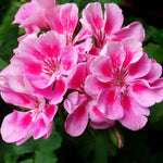 2 Rose Geranium Plants Live, Vibrant Blooms, Hardy Perennial Geranium Flowers 4-8 Inches, Indoor Outdoor Planting