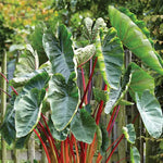 Colocasia Elephant Ears Live Plant, Alocasia Plant, Esculenta Taro Live Houseplant, 5-7 Inc Tall (Green Leaf, Red Stem)