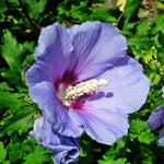 Althea Rose of Sharon Plant Live 6-13 Inc Tall, Hibiscus Syriacus Flowers Rose of Sharon Bush Shrub, in Pot (Purple)