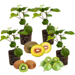 Set of 4 Hardy Kiwi Plants Live, 4-6 Inch Tall, Cold Hardy Kiwi Vine Starter Plants for Outdoor Growing