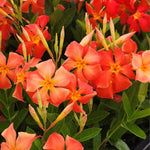 2 Orange Mandevilla Plants Live, Mandevilla Flower Live Plants, Live Mandevilla Plant, 4 Inc to 7 Inc Tall, Mandevilla Well Rooted for Garden