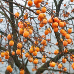 2 Persimmon Trees Live Plants, 1-2 Feet Tall Bareroots, Hardy Persimmon Fruit Tree for Outdoor Planting, No Leaves, Dormant