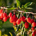 Red Goji Live Plant, Berry Fruit Plant, 2-3 Ft Tall