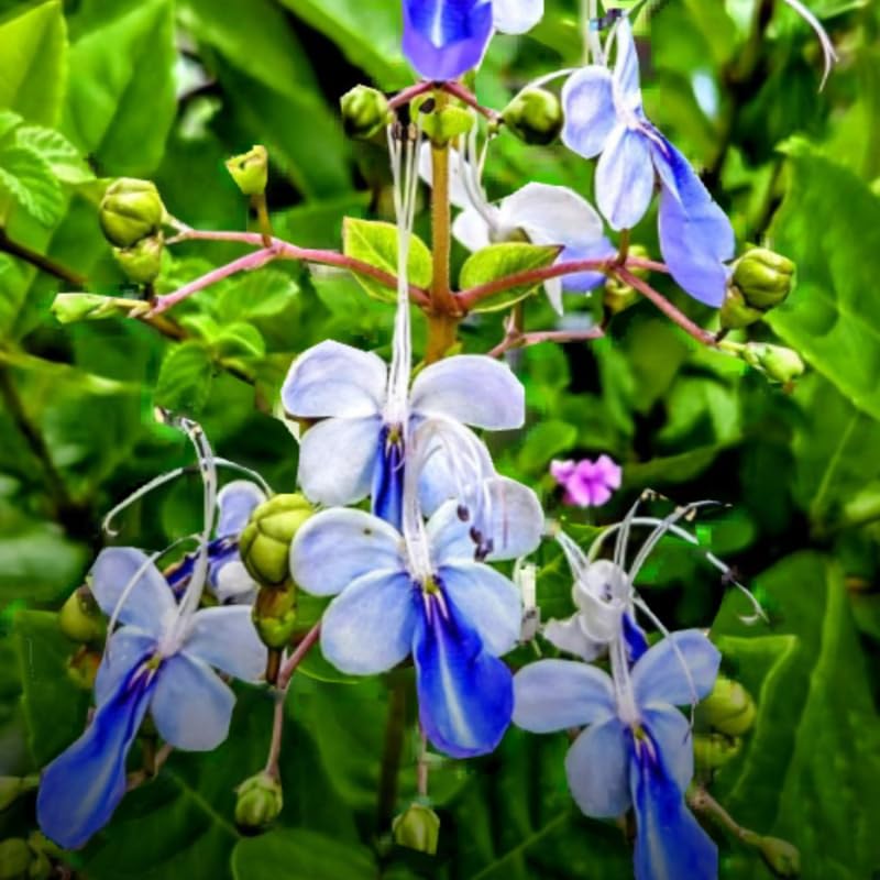 1 Clerodendrum Plant Live, Chain of Glory Clerodendrum Light Live Plants, 5-9 Inch Tall, No Pot (Clerodendrum Blue Butterfly)