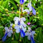 Set 2 Clerodendrum Plants Live, Light Bulb Chain of Glory Vine, Bell Shaped Flowers (Blue Butterfly Clerodendrum)