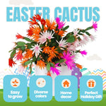 Easter Cactus Live Plant, 4-9” Tall, Rooted Holiday Cactus Succulent Plant for Indoor or Outdoor Growing, Easy Care Flowering Houseplant (Mixed Easter Cactus)