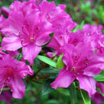 Purple Azalea Live Plant, Rhododendron Flowering Shrub for Outdoor Planting, 10 Inches Tall, Hardy Azalea Bush for Landscape and Garden