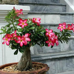 Live Desert Rose Plants, Adenium Desert Rose Bushes, 4-7 Inches Tall for Indoor or Outdoor Planting (Red)