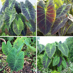 Set 2 Purple Green Colocasia Elephant Ear Plants Live 4–7 Inches Tall, Tropical Foliage Plants for Outdoor Garden, Large Leaf Plants for Patio, Containers or Landscape