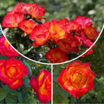 Rose Live Plant, Roses Flower Plant, Fragrant Flower for Planting, 4-6 Inches Tall, Bush Shrub Plants, Well Rooted, Ready to Grow (Orange Rose)