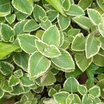 Variegated Cuban Oregano Live Plant in 4 inch Pot, Herb Oregano Plants Live Potted for Planting