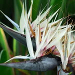 Set 2 White Bird of Paradise Live Plants, Tropical Indoor and Outdoor Ornamental Plant, 4-7 Inch Tall Well Rooted