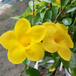 2 Yellow Mandevilla Plants Live, 4-6'' Tall, Mandevilla Flower Plants, Vibrant Flowers Plant for Outdoor Growing