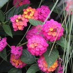 Pink Lantana Plants Live in 4 Inch Pot, Perennial Lantana Plants Live for Planting Outdoors Garden, 4-6 Inch Tall, Vibrant Flowers Colors