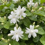 Belle of India Jasmine Plant Live 4-7 Inches Tall, Fragrant Flowering Vine for Garden, Patio Containers and Indoor Growing