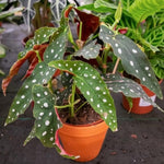 Live Begonia Plant, Indoor Flowering Houseplant, 4-8 Inches Tall, for Indoor or Outdoor Gardens (White Polka Dot Foliage)