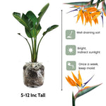Yellow Bird of Paradise Live Plant, Strelitzia Reginae Plants Tropical Perennial Blooming, 5-9 Inches Houseplant Decor Indoor Outdoor, No Pot