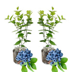 Pack 2 Blueberry Bush Live Plant, Blueberry Plants Live for Planting 5 to 9 Inch Height, Sweet Blueberries Tree Live Plant (Emerald Blueberry)