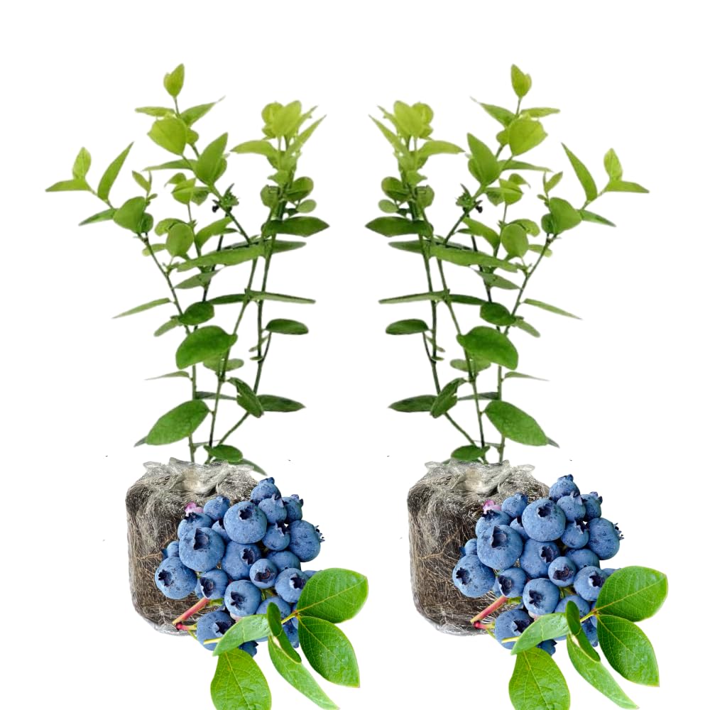 Pack 2 Blueberry Bush Live Plant, Blueberry Plants Live for Planting 5 to 9 Inch Height, Sweet Blueberries Tree Live Plant (Emerald Blueberry)