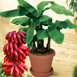 Red Banana Plant Tree Live, Cold Hardy 4-7" in Tall, No Pot, Outdoor Spring Planting, Rare and Sweet Banana Plants