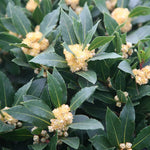 1 Year Old Bay Laurel Sweet Bay Live Plants for Planting, Fragrant Bayleaf Tree, No Pot, Well-Rooted Plant Live, Laurus Nobilis Bay Leaf Trees