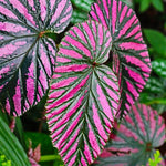 3 Packs Rare Deep Red Begonia Angel Wing Maculata Live Plants, 5-9 Inch Tall, Indoor Outdoor Polka Dot Begonia