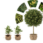 Laurus Nobilis Bay Leaf Trees Live Plants, 5 to 7 Inc Tall Bay Laurel Sweet Bay Live Plant for Planting, Fragrant Bayleaf Tree, No Pot, Well-Rooted Plant Live