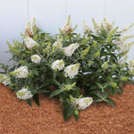 Pack 2 Butterfly Bushes Live Plant, Fragrant Buddleia Bush Shrub, 4 to 9 Inch Tall (White Blooms)