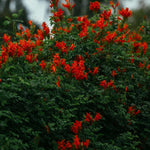 2 Red Cape Honeysuckle Plants Live for Planting, Fragrant, Easy to Grow, Perfect for Landscaping, No Pot, Ideal for Trellises Fences, Climbing or Bush, Rooted Cutting 8-12", Dormant No Leaf