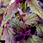 Pack 2 Gynura Aurantiaca Purple Passion Velvet Plants Live for Indoor Outdoor, 4-9 Inc Tall, Gynura Purple Passion Plant Live House Plant