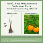 2 Bare Root American Persimmon Trees Live Plants, Dormant Seedlings 1-2 Feet Tall, Cold Hardy Fruit Trees for Planting, Zones 4-9
